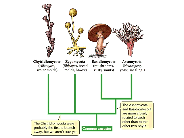 Chytridiomycota Life Cycle